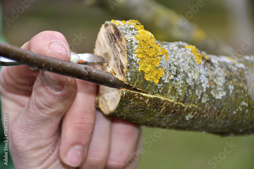 Grafting old apple tree on spring close up