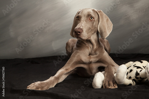 weimaraner dog laying down with plush toy
