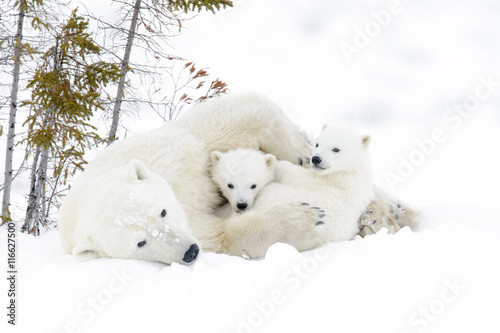 Matka niedźwiedzia polarnego (Ursus maritimus) z dwoma młodymi, Park Narodowy Wapusk, Manitoba, Kanada