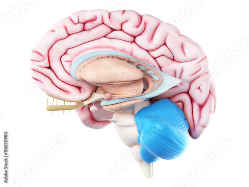 3d rendered medically accurate illustration of the cerebellum