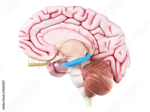 3d rendered medically accurate illustration of the hippocampus