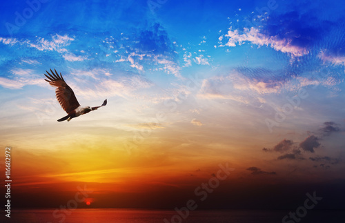 Bird of prey - Brahminy Kite flying on beautiful sunset backgrou