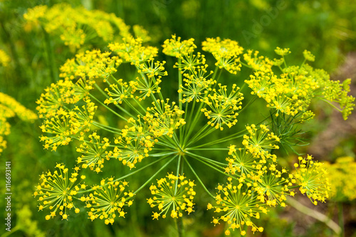 yellow flower dill, green background