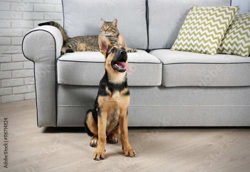 Cute cat and funny dog in living room
