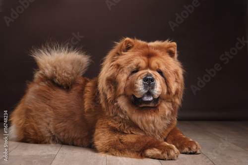 dog breed chow chow