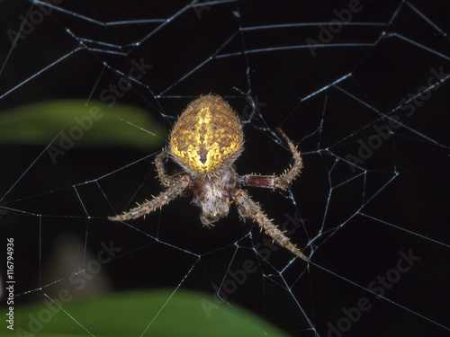 spider,Neoscona doenitzi