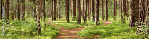 pine forest panorama in summer. Pathway in the park