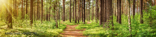 pine forest panorama in summer. Pathway in the park