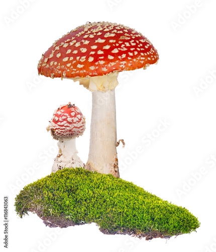 two red fly agarics in green moss on white