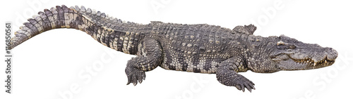 crocodile big