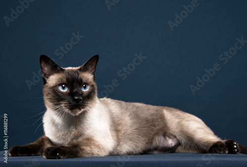 siamese cat portrait in dark blue background