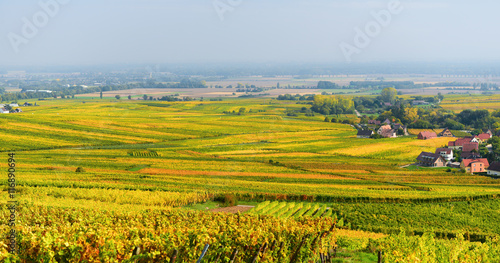 Przemysł winiarski w Alzacji - widok na pola uprawne pełne winorośli.