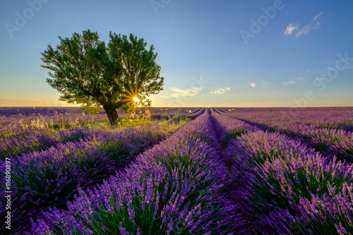 Tree in lavender field at sunset in Provence, France