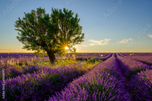 Tree in lavender field at sunset in Provence, France