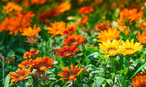 Bright flowers on the flowerbed in city park.