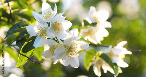 jasmine bush in warm sunset light