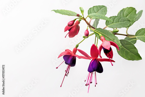 Closeup view of the colorful fuchsia flower wth green leafs. Isolated on the white background