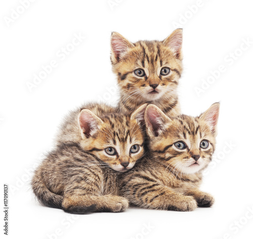 Three kittens.