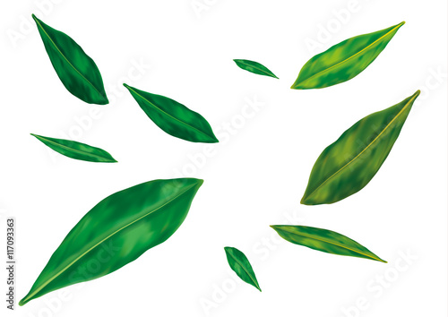 Green narrow leaves