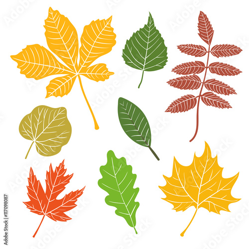 Leaves silhouettes set. Vector colorful autumn leaf collection. Design elements. 