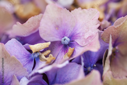beautiful purple flowers of hydrangeas
