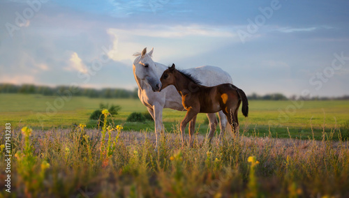 white mare with red foal