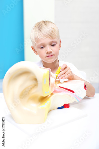 Zdolne dziecko. Chłopiec składa model ucha