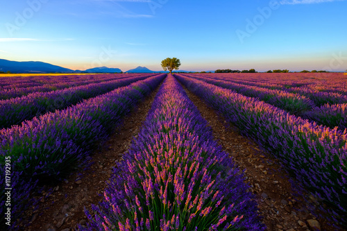 Tree in lavender field at sunset in Provence, France