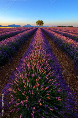 Tree in lavender field at sunset in Provence, France