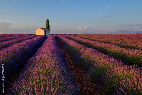 Lavender field at plateau Valensole, Provence, France