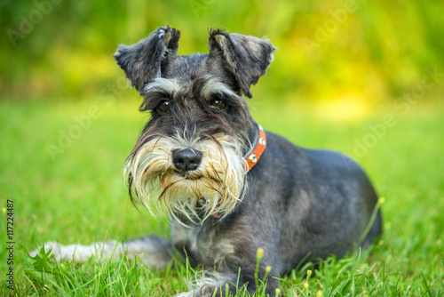 Miniature schnauzer lying on the grass