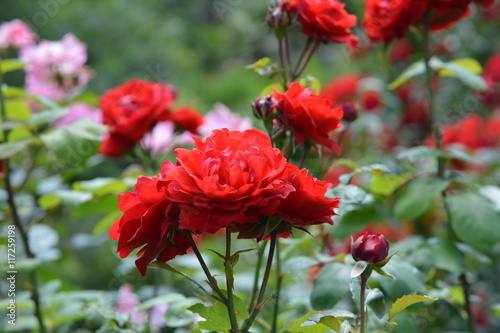 Rode rozen in rozentuin