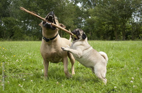 Blije honden, Amerikaanse stafford en mopshond, spelen samen buiten met een stok