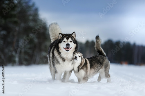 two dogs breed Alaskan Malamute walking in winter