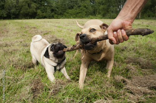 Vrolijke blije honden spelen met stok samen met baas