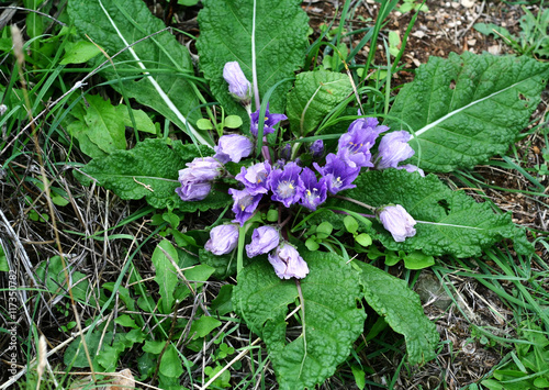 Mandragora (plant genus). Plant with leaves and lilac flowers in nature. Forest flowers background.