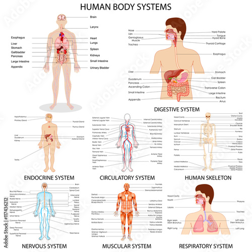 Chart of different Human Organ System