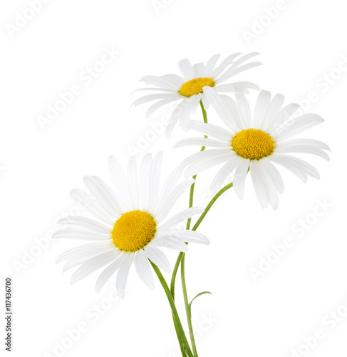 Three flowers of chamomile isolated on a white background