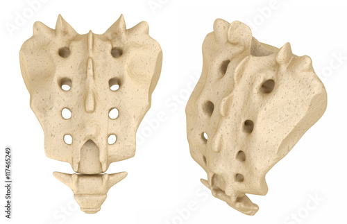 Sacrum : Medically accurate 3D illustration