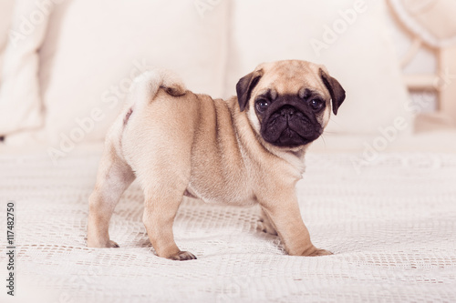 Little beige pug puppy standing on the bed. Hprizontal. 