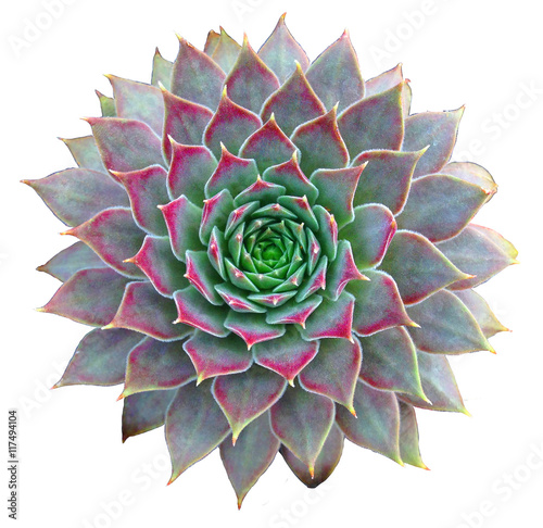 Succulent Clip Art