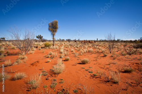 Feral Camels in Outback Desert Australia