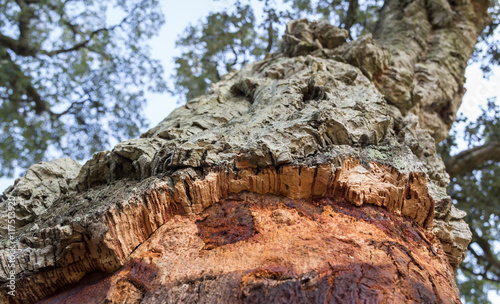  Closeup of a cork oak tree on blue sky background