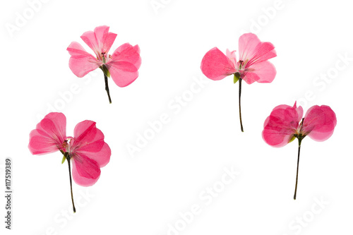Pressed and dried pink flowers geranium