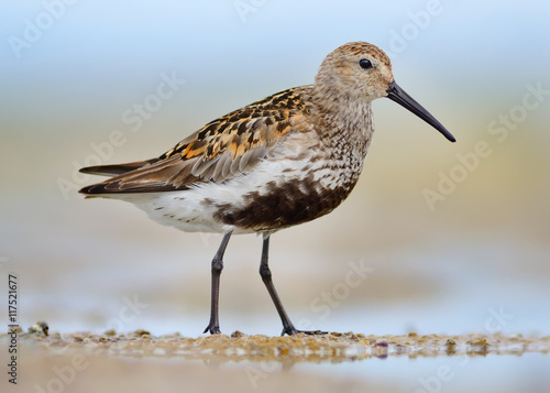 Dunlin, Calidris alpina, standing in a pool of sea water on the beach