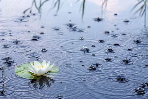 Beautiful white water lily in a clear lake in the rain