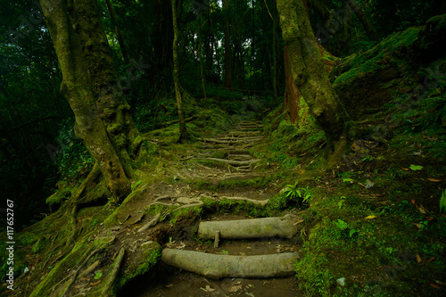 Beautiful view of Mysterious green forest