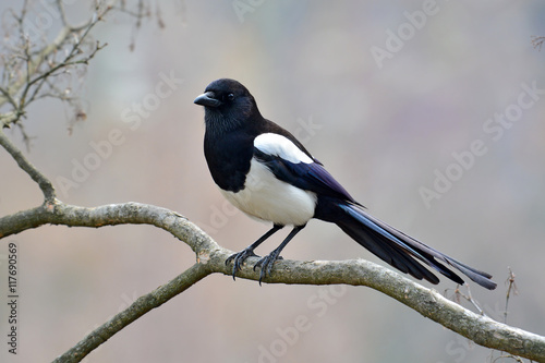 Eurasian magpie bird