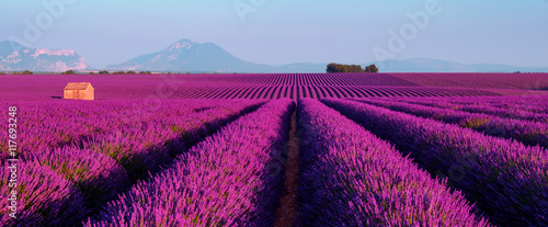 Lawendy pole przy zmierzchem w Provence, Francja