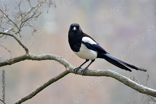 Eurasian magpie bird